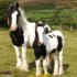 L'Irish Cob race de cheval pr