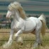 L'Irish Cob race de cheval pr