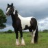 L'Irish Cob race de cheval pr