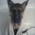 Le premier bain de mon chien...euh...il