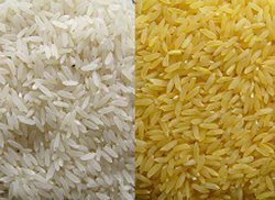 Riz blanc et riz jaune