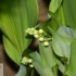 PREMIER MAI, UN BRIN DE MUGUET