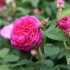 LES ROSES DU JARDIN DE JUMAJU