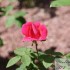 LES ROSES DU JARDIN DE JUMAJU