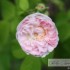 LES ROSES DU JARDIN DE JUMAJU