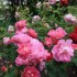 LES ROSES DU JARDIN DE JUMAJU