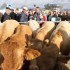 FOIRE SAINT DENIS