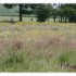 LA CAMPAGNE  NORMANDE AU SOLEI