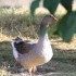 LE BAIN MATINAL DE SATURNIN