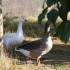 LE BAIN MATINAL DE SATURNIN