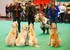 LE CRUFTS ....  VOUS CONNAISSE