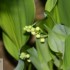 PREMIER MAI, UN BRIN DE MUGUET .......