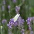 EN  SE PROMENANT DANS LE JARDIN