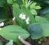 IL EST REVENU LE TEMPS DU MUGUET .....