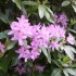 BALADE  PARMI  LES RHODODENDRONS
