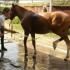 Les poneys à la douche