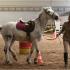 Le trophée des poneys...