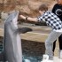 Justin et les animaux aquatiqu
