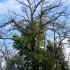 Arbres