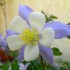 Eclosion