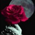 Une rose sur la lune