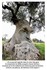 Un arbre pensif ....