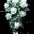 images fleur (rose)