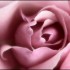 belle images rose et ange