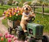 Le marchand de tulipes