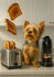 JE VEUX DES TOASTS