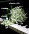 ♣ Muguet de mes ami(es) de C