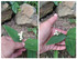♣ Muguet de mes ami(es) de C