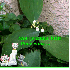 ♣ Muguet de mes ami(es) de C