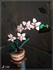 Orchidée