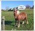 Quand Mistral (mon chien)
