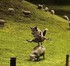 Un jeu de l'enfance..