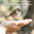 Comme un oiseau