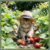 Et si je ramenais ma fraise !