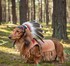 De jolies plumes indiennes