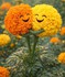 Jolies fleurs.