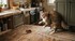 Le comble pour un chat