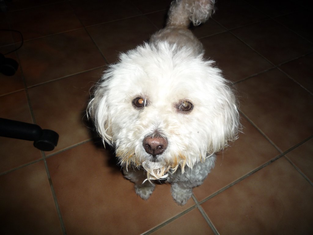 PIPPER