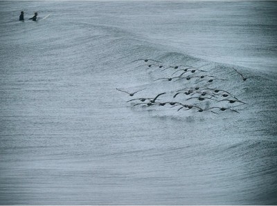 Pelicano surf