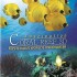 Fascination Coral  Reef