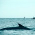 "Chasse  a  la Baleine", Island , Juin 2