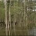 Louisiane : Images incroyables d'arbres