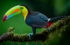 Toucan à carène