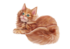 Journée Internationale du chat -8 août