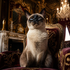 Invasion de chats ce lundi