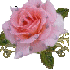 !!! bon... jour Mamour !!!